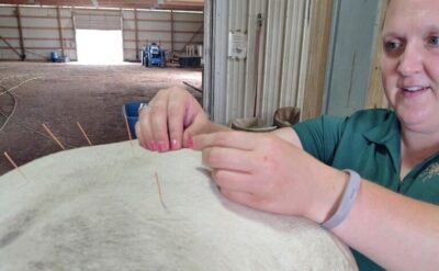 Certification in Veterinary Acupuncture