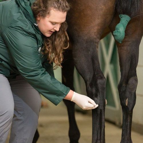 Epona Equine Vet Care - Dr Gnadt-22330116-web