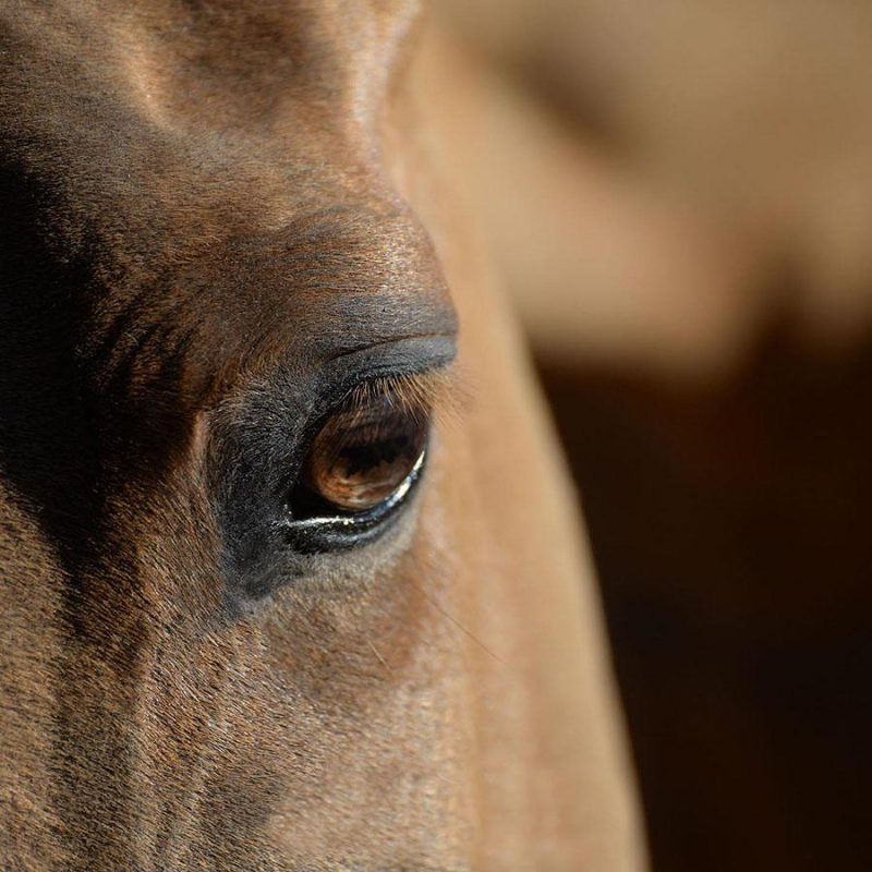 horse eye opthalmology epona equine vet care